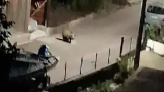 Звяр голям и страшен заснеха по улиците на наш град