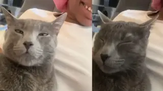 Момиче се опита да говори с котарак на неговия език, ето какво се получи Видео