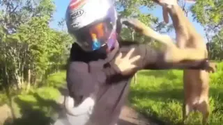 Видео запечата битката между елен и мотоциклетист