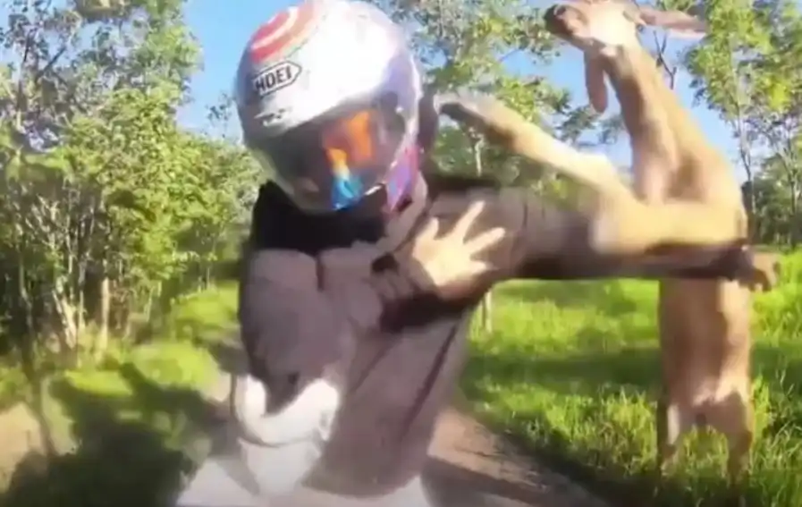 Видео запечата битката между елен и мотоциклетист