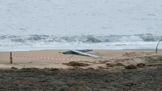 Извънредно: Военен дрон изплува на този наш плаж