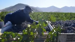 Гурбетчии: За 20 дни във Франция печелим, колкото за 3 месеца в България, причината...