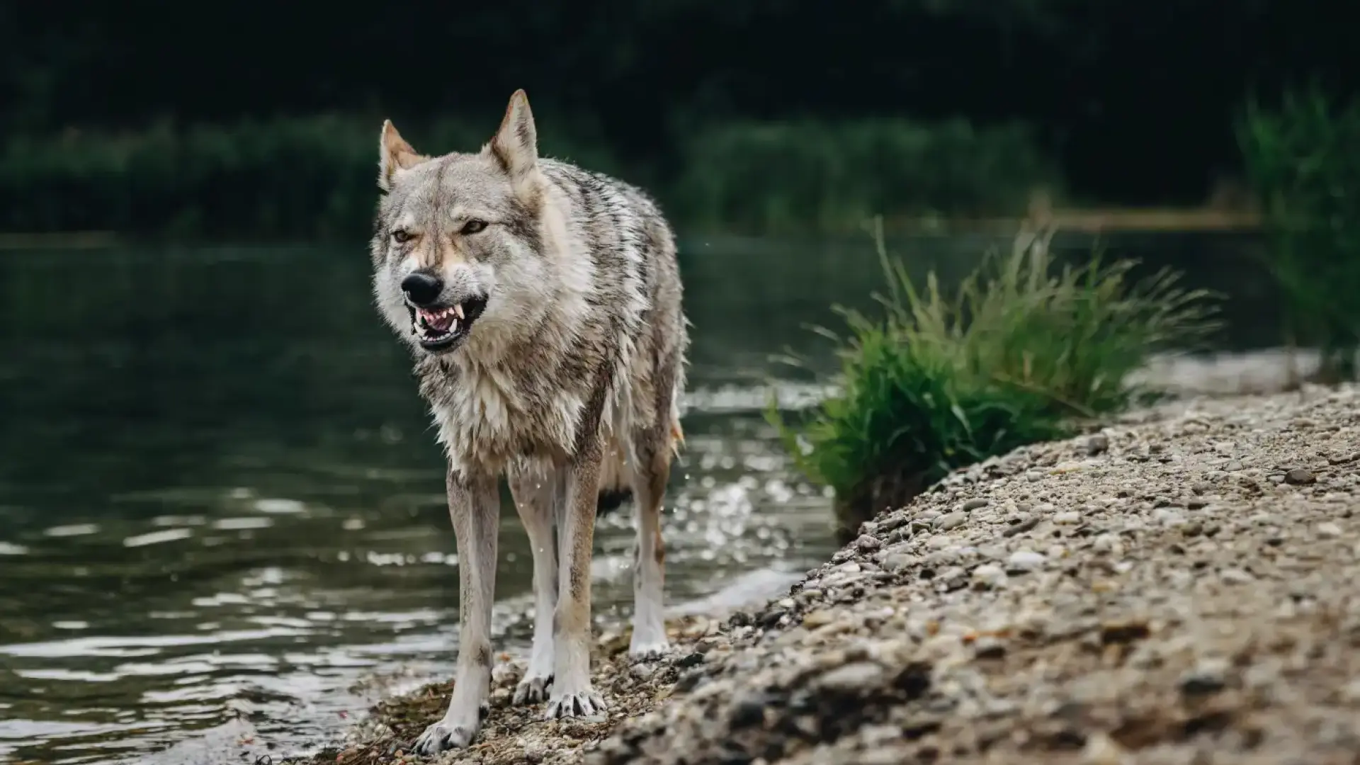 Вълк нападна 5-г. дете на известен плаж на Ситония