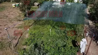 Видео показа градината на прокурорския син от Бургас - ред краставици, ред зеле и много марихуана