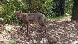 Ловеч се сдоби с нова атракция Снимки