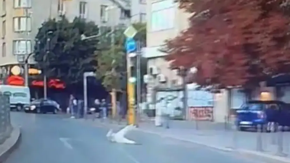 Зловещо дежавю: Мъж се хвърля пред коли в центъра на София Видео