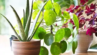 Растения, които носят късмет и изобилие у дома според фън шуй