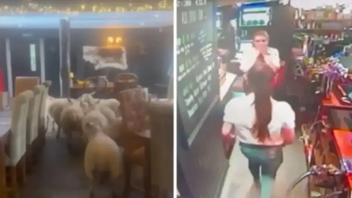 Видео засне как стадо овце нахлу в заведение