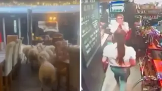Видео засне как стадо овце нахлу в заведение