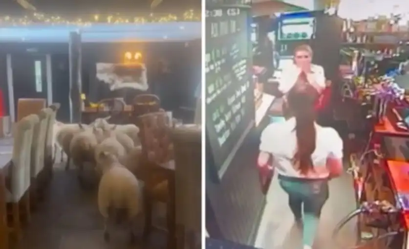 Видео засне как стадо овце нахлу в заведение