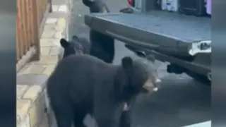Вижте как мечка си присвои хладилна чанта от кола Видео