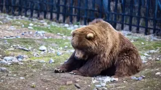 Гладни мечки изровиха гробове и изядоха човешки останки Видео 18+