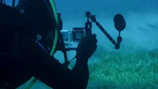 Нов вид е открит на Земята, след като е заснет от подводна камера Видео