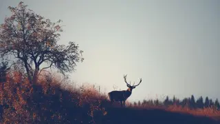 Мощен рев на елени оглася Южното Черноморие Видео