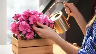 Изхвърлете тези растения от дома си, обричат ви на бедност!