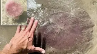 Огромни „розови злодеи“ изплашиха туристи на плажовете в Тексас