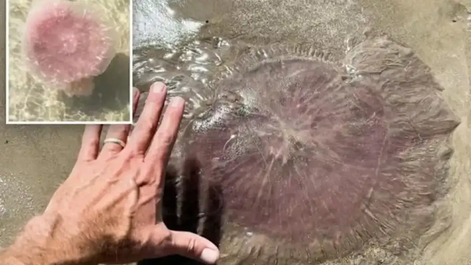 Огромни „розови злодеи“ изплашиха туристи на плажовете в Тексас