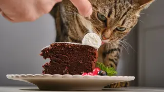 Баба отрови внучките и котката си с торта Снимки