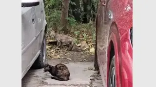 Бебе лисица се появи в столичен квартал