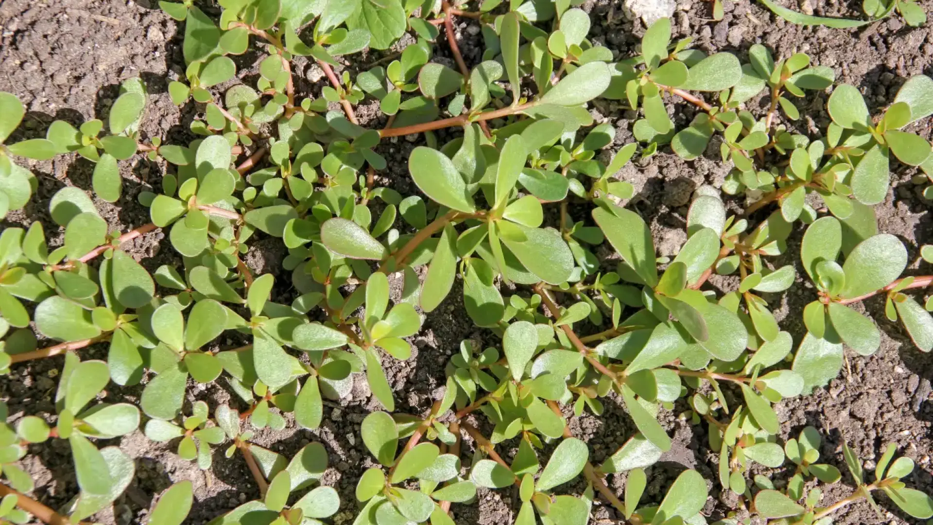 От кухнята на фараоните до модерната медицина: Кой е „зеленчукът на дълголетието“