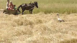 Мъж от Карловско натовари дърва на каруцата си, сега съжалява жестоко