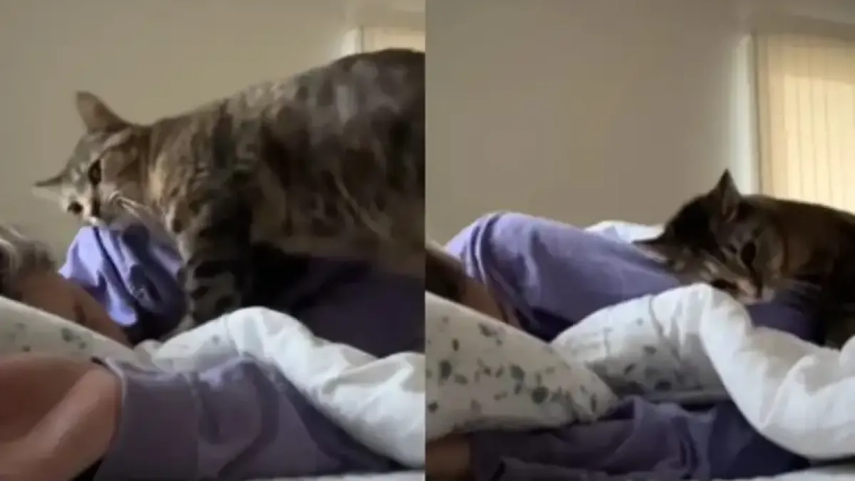 Котка, която мило събужда стопанката си всяка сутрин, покори мрежата Видео