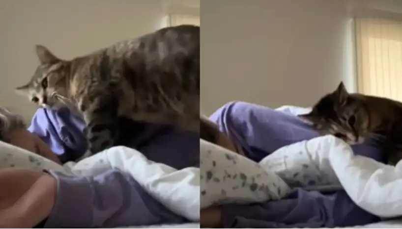 Котка, която мило събужда стопанката си всяка сутрин, покори мрежата Видео