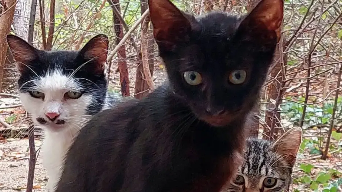 Горкото черно коте