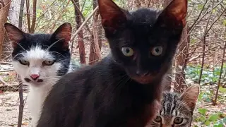 Горкото черно коте