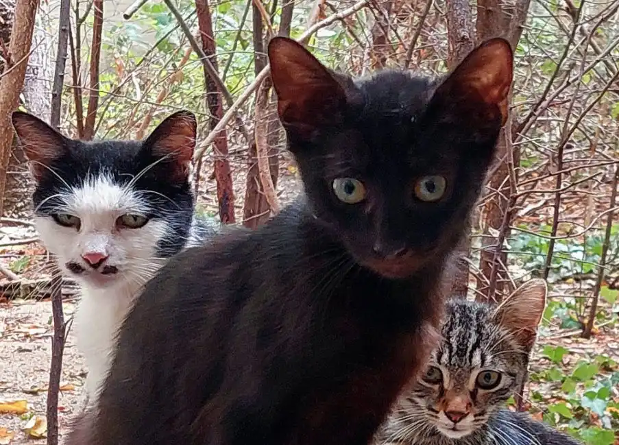 Горкото черно коте