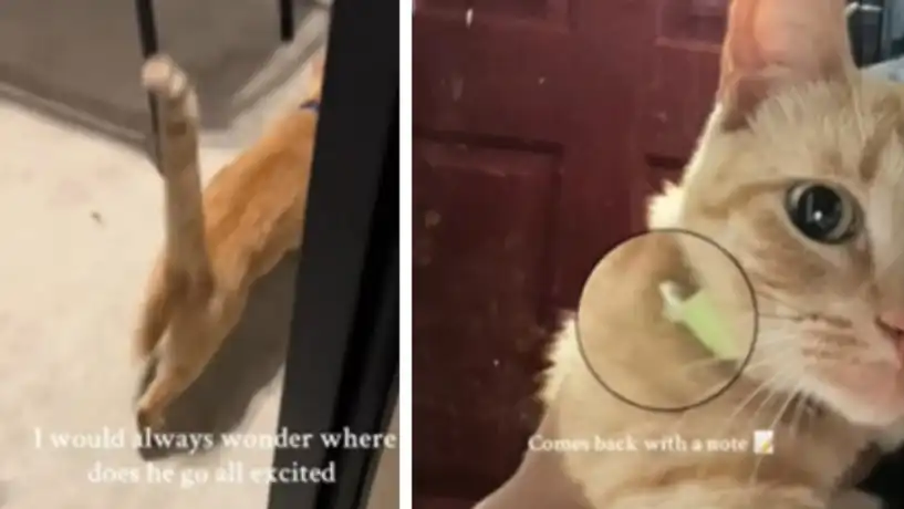 Котарак се върна от разходка с бележка и удиви собственичката си Видео