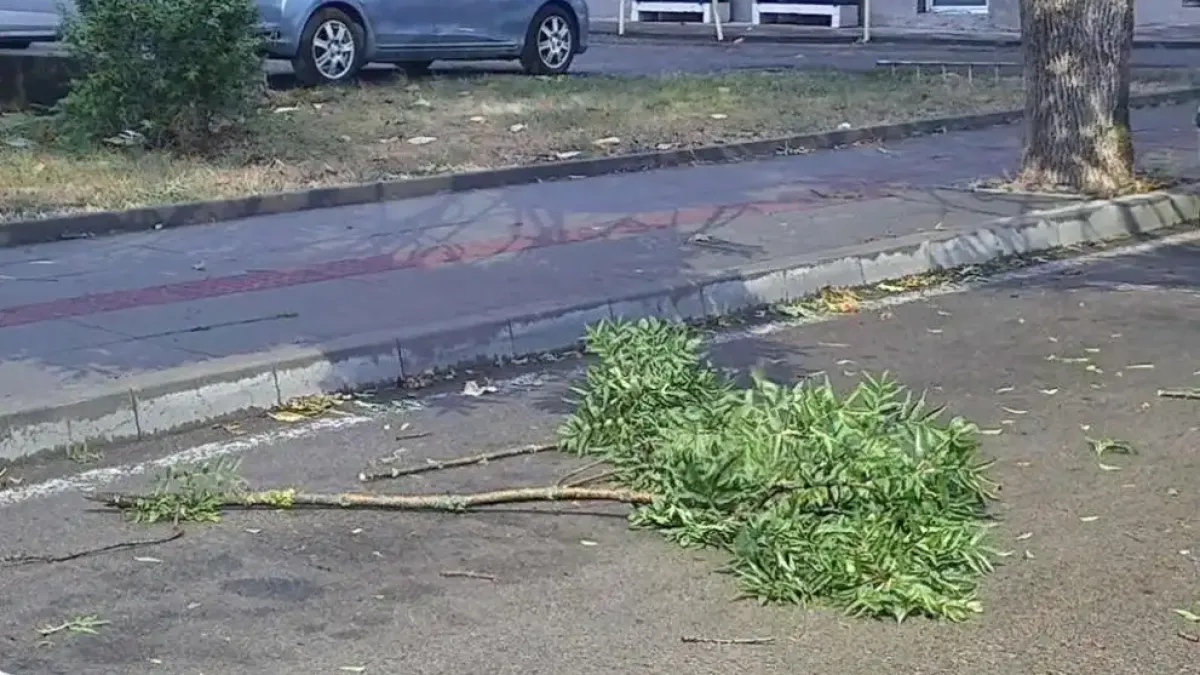 Ужас и в Разград: Паднали дървета след силния вятър и дъжд