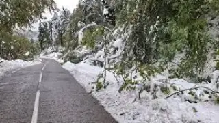 Необичаен доброволец се появи на "Петрохан"