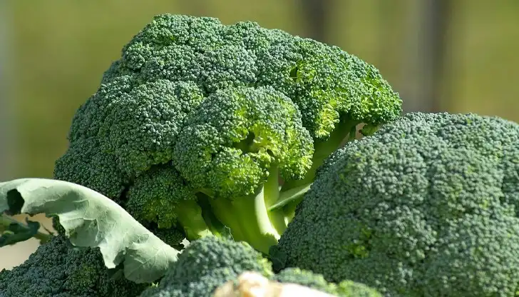 Страшна напаст от юг застрашават ферми с броколи в Самоков