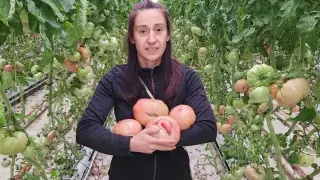 Български домат от Сливница стана сензация в Мадрид Снимка