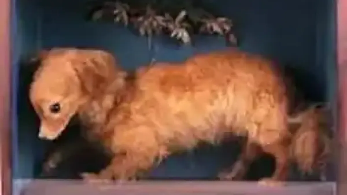 Кучето Canis Vertigus - създадено да върти месо на шиш Снимка