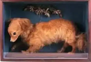 Кучето Canis Vertigus - създадено да върти месо на шиш Снимка