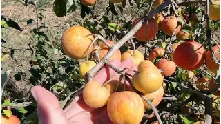Изключително слаба реколта на любим плод, пак ще ядем вносни