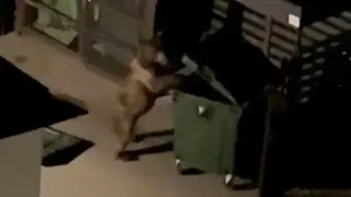 Вижте как мечок грабна и понесе контейнер за боклук Видео