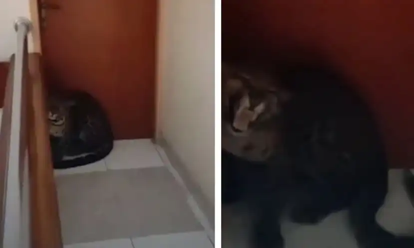 Леопард нахлу в хотел, ето какво се случи след това Видео
