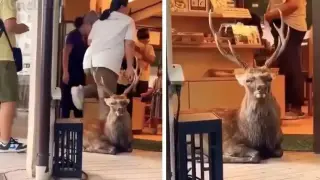 Елен реши да си почине в ресторант и не го изгониха, защото... Видео