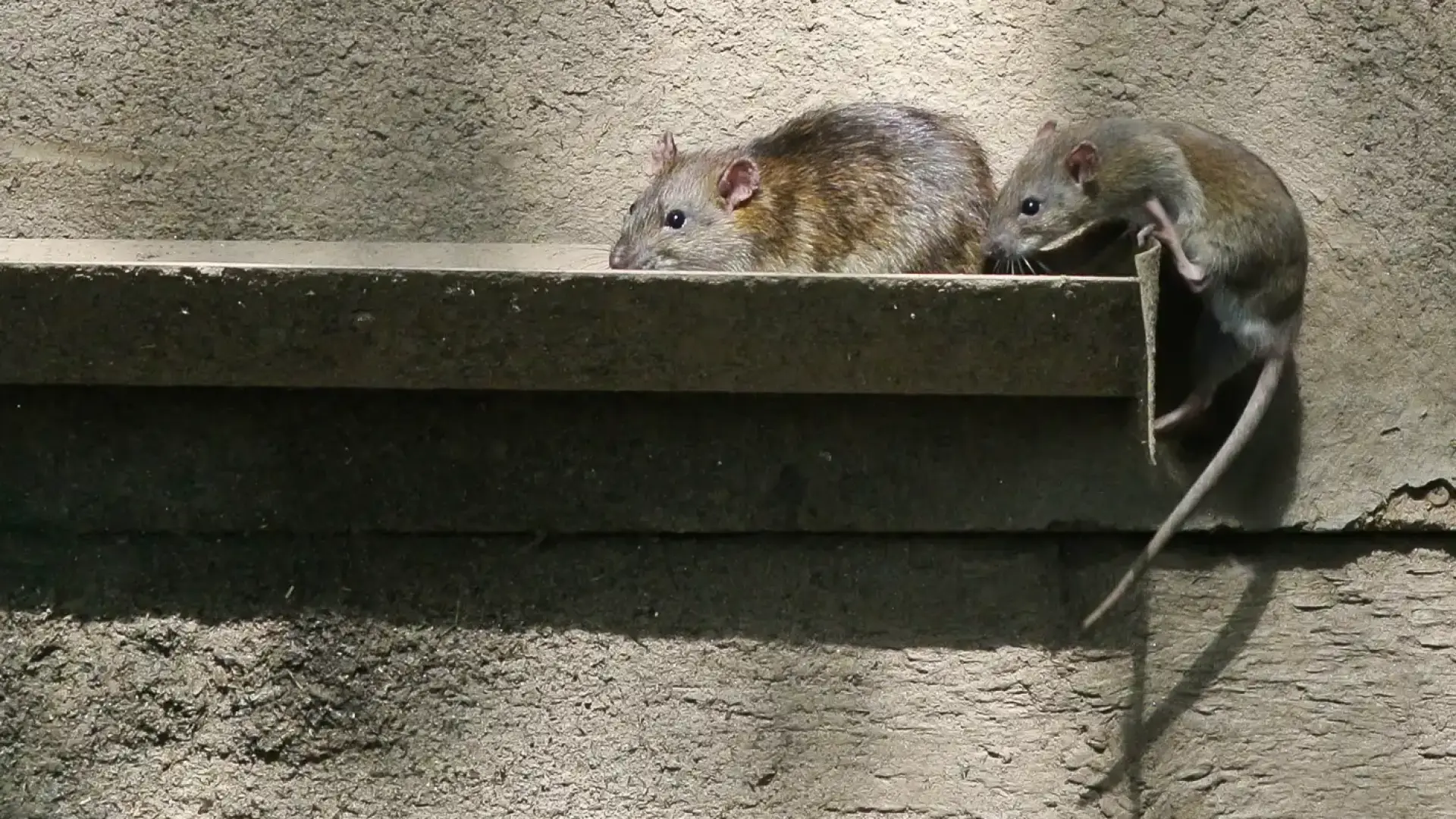 Мъж се барикадира в София, входът му пламна от дървеници и плъхове