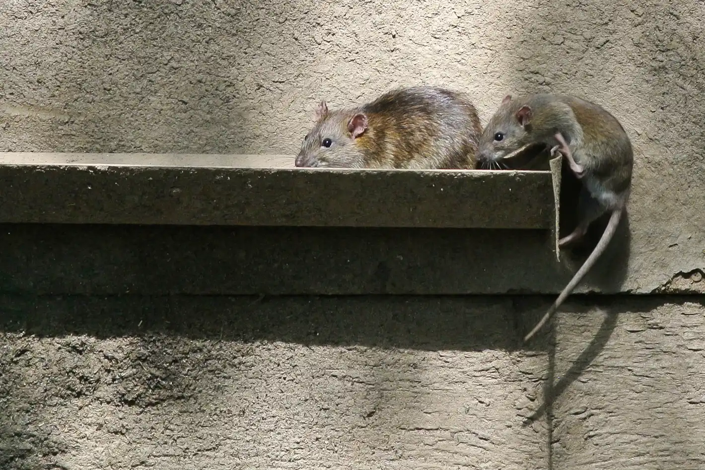 Мъж се барикадира в София, входът му пламна от дървеници и плъхове