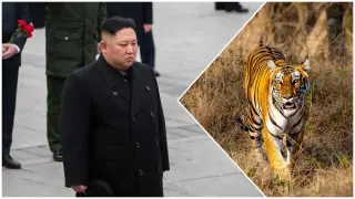 Докато Ким тъне в лукс - хората в Северна Корея ядат тигри