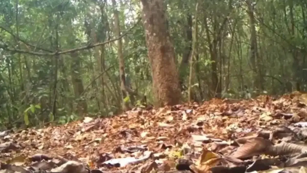 Горска камера засне тигър с необичайна окраска Видео