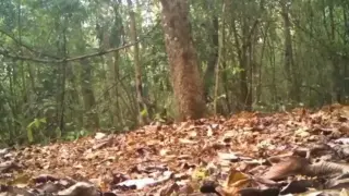 Горска камера засне тигър с необичайна окраска Видео