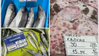 Пристигнаха разкошни чернокопи и лефери, но всички питат: Къде е паламудът?