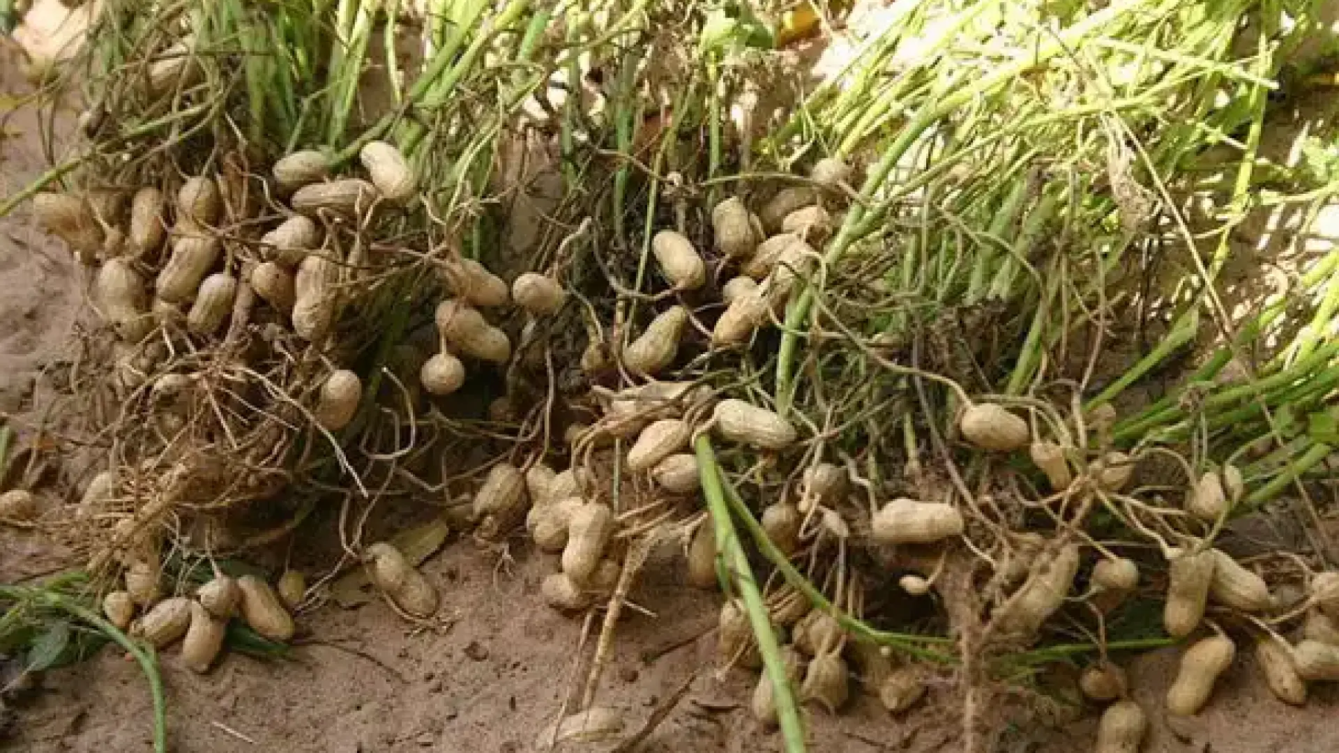 Производител разкри голяма шашма с фъстъците