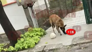 Смразяващ кръвта инцидент в Бургас, майка с малко дете изтръпна