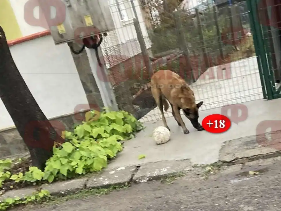 Смразяващ кръвта инцидент в Бургас, майка с малко дете изтръпна